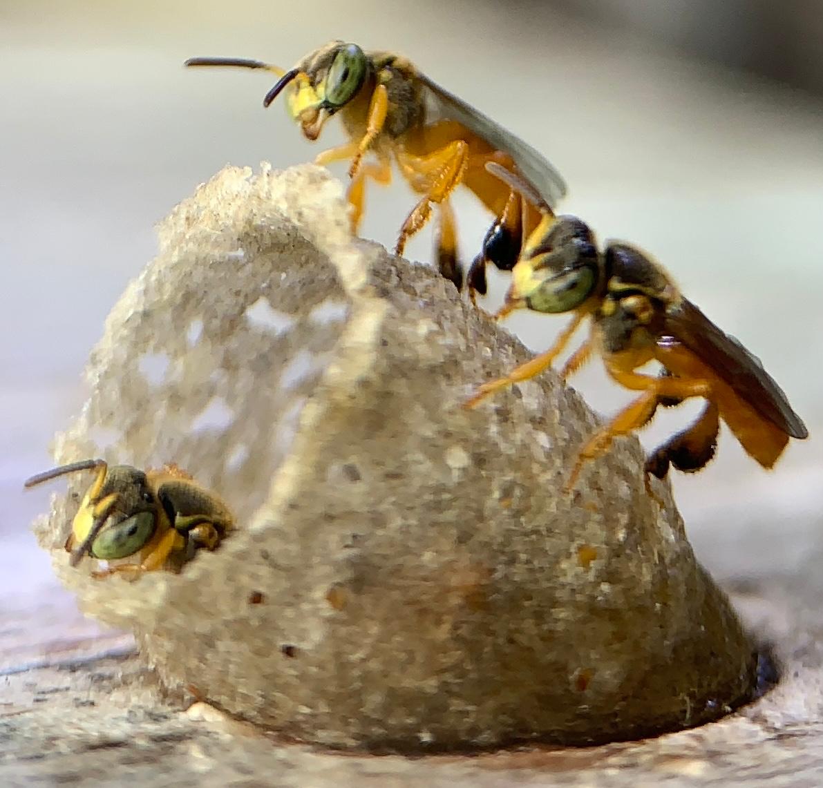Tetragonisca angustula (Mariola)