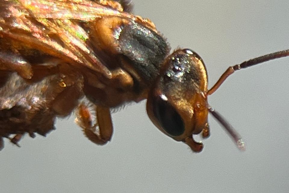 Scaptotrigona Pectoralis (Soncuano)